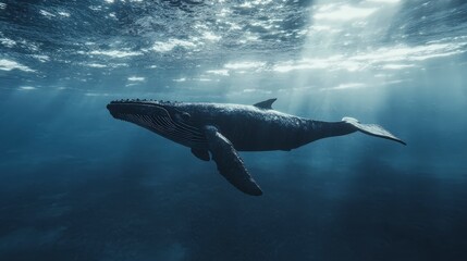 Fototapeta premium A majestic whale swimming gracefully in deep blue waters illuminated by sunlight.