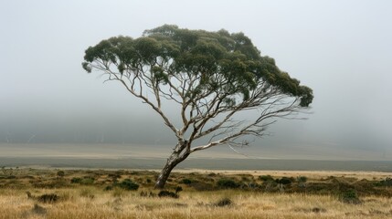 Obraz premium Lone tree in a foggy landscape.