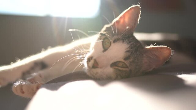 A cute pet cat with green eyes and white color, a collar with a bell, is yawning sweetly on an expensive white terrace in the rays of sunset light. The sweet life of a pet cat in the summer.