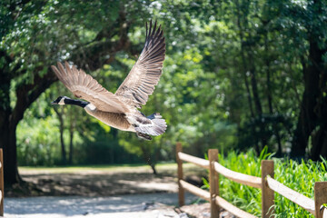goose in flight