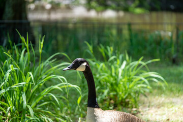 goose on a grass