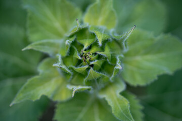 leaves of a plant