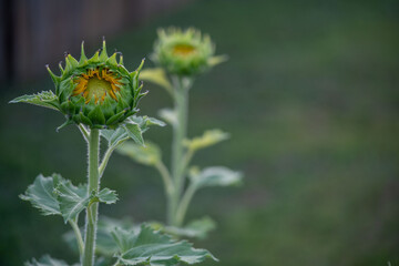 flower in the garden