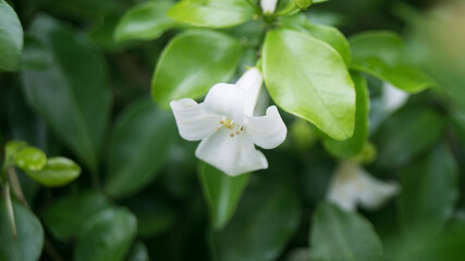 A photograph of jasmine flowers.