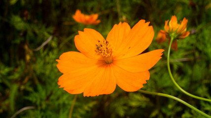 A photograph of sulfur cosmos flowers. 