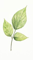 Botanical of three green leaves on a branch against a white background, showcasing intricate details and natural beauty.