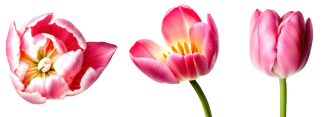 Set of pink tulip flowers showcasing delicate petals and vibrant colors, cutout, png