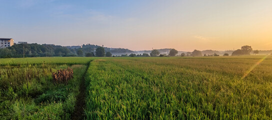 Fototapeta premium The rice paddies on the plain of the Hunan River bank 