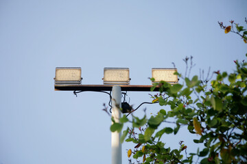 LED street lamp with branches isolated on blue sky background