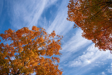Autumn forest background. Vibrant colorful trees foliage in fall park. Nature change leaves in...