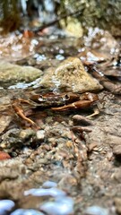 Cangrejito barranqueño de Morelos