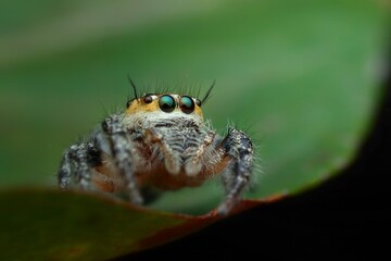 potrait close up jumping spider Hyllus semicupreus on the leaves, 27 August 2024 Indonesia