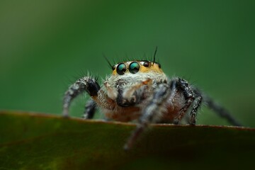 potrait close up jumping spider Hyllus semicupreus on the leaves, 27 August 2024 Indonesia