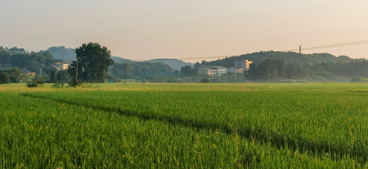 Fototapeta premium The rice paddies on the plain of the Hunan River bank 