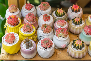 Miniature succulent plants (succulent cactus) at the garden