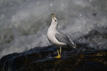 RING-BILLED GULL