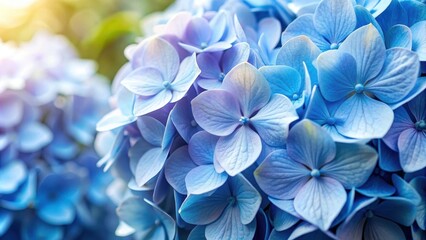 Close-up image of pastel blue hydrangea flowers on a background, hydrangea, flowers, blue, pastel, close-up, petals, blooms