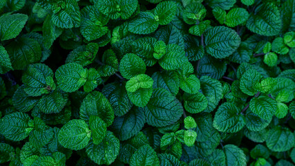 closeup nature view of green leaf texture, dark wallpaper concept, nature background, tropical leaf.
