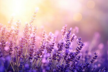 Naklejka premium Lavender flowers field, soft focus. Beautiful Nature summer Background. Floral Natural Wallpaper with purple Lavender flowers , ai