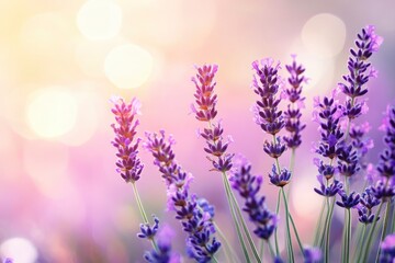 Obraz premium Lavender flowers field, soft focus. Beautiful Nature summer Background. Floral Natural Wallpaper with purple Lavender flowers , ai