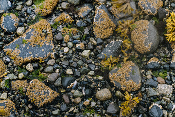 Seaweed covered glacial beach at low tide at Glacier Bay National Park in Alaska