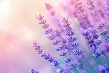 Obraz premium Lavender flowers field, soft focus. Beautiful Nature summer Background. Floral Natural Wallpaper with purple Lavender flowers , ai