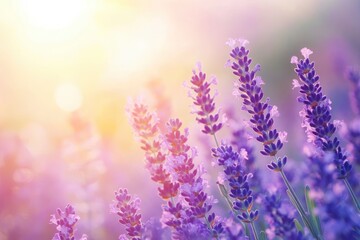 Lavender flowers field, soft focus. Beautiful Nature summer Background. Floral Natural Wallpaper with purple Lavender flowers , ai