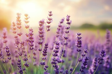 Obraz premium Lavender flowers field, soft focus. Beautiful Nature summer Background. Floral Natural Wallpaper with purple Lavender flowers , ai