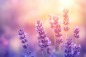 Obraz premium Lavender flowers field, soft focus. Beautiful Nature summer Background. Floral Natural Wallpaper with purple Lavender flowers , ai