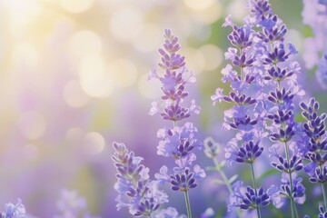 Obraz premium Lavender flowers field, soft focus. Beautiful Nature summer Background. Floral Natural Wallpaper with purple Lavender flowers , ai