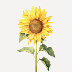 Obraz premium Bright sunflower on white background