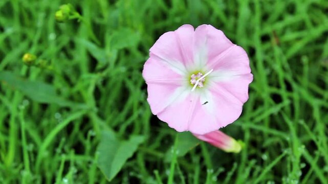 Field bindweed, Convolvulus scammonia, Morning glory or Japanese bindweed