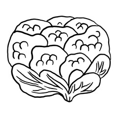 Cauliflower Outline  doodle suitable for restaurant or vegetable supermarket illustrations, icons, packaging designs, and other product needs related to processed vegetable foods