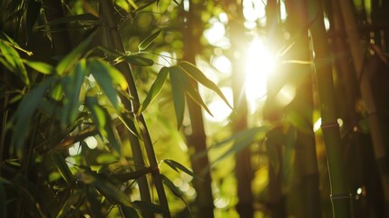 Bamboo forest with sunlight and lens flare. Natural green background.