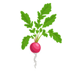 vector drawing plant of radish with root and green leaves , vegetable at white background, hand drawn illustration