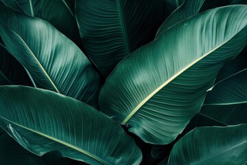 Obraz premium Abstract bold green leaves texture background, elegant tropical banana leaf details, nature wallpaper, vintage tone, deep shading, foliage, ecology concept, dark moody feel. refined, elegance. , ai