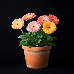 Beautiful Flower Pot