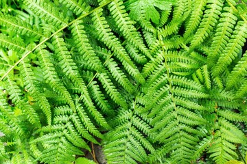 Background and texture of green fern leaves catching morning sunlight.