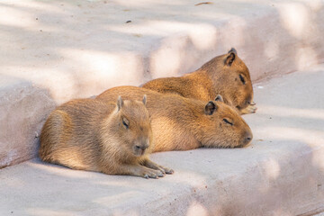 Three capybara in the park