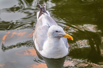 Seagull, The European herring gull, swims in the sea