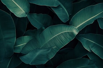 Obraz premium Abstract bold green leaves texture background, elegant tropical banana leaf details, nature wallpaper, vintage tone, deep shading, foliage, ecology concept, dark moody feel. refined,elegance. leaf, ai