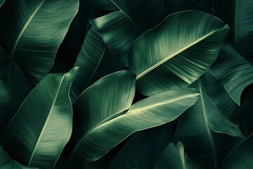 Obraz premium Abstract bold green leaves texture background, elegant tropical banana leaf details, nature wallpaper, vintage tone, deep shading, foliage, ecology concept, dark moody feel. refined,elegance. leaf, ai