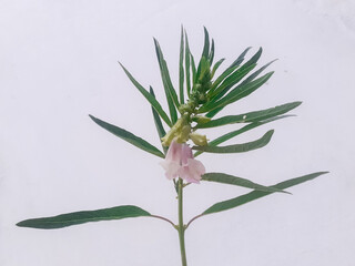 Sesame (sesamum indicum) young blooming plant isolated on white background. 