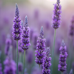 close up of lavender