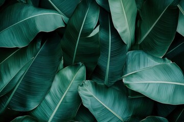 Obraz premium Abstract bold green leaves texture background, elegant tropical banana leaf details, nature wallpaper, vintage tone, deep shading, foliage, ecology concept, dark moody feel. refined,elegance. leaf, ai
