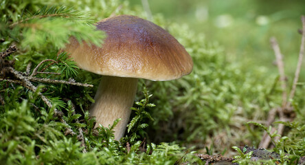 Close-up of a wild penny bun mushroom growing in a lush green forest surrounded by moss and foliage