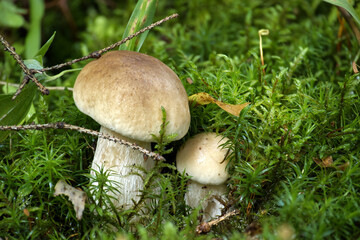Close-up of wild boletus mushrooms in forest environment, surrounded by vibrant moss and foliage