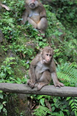 macaque