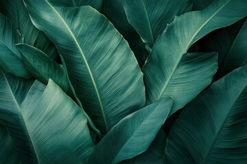 Obraz premium Abstract bold green leaves texture background, elegant tropical banana leaf details, nature wallpaper, vintage tone, deep shading, foliage, ecology concept, dark moody feel. refined,elegance. leaf, ai