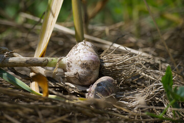 Close-up of freshly harvested garlic bulbs in a garden